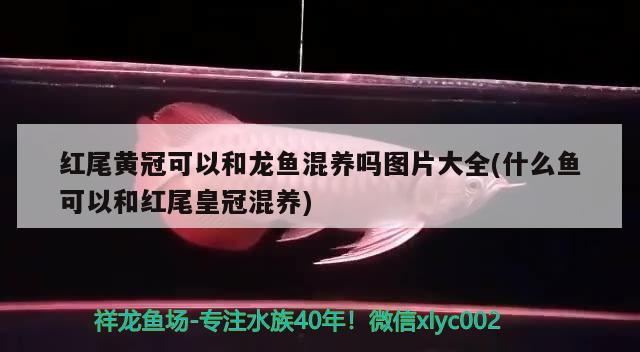 红尾黄冠可以和龙鱼混养吗图片大全(什么鱼可以和红尾皇冠混养) 黑桃A鱼苗