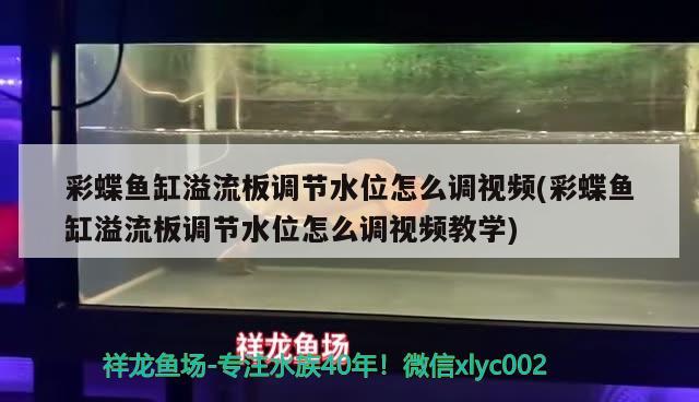 彩蝶鱼缸溢流板调节水位怎么调视频(彩蝶鱼缸溢流板调节水位怎么调视频教学)