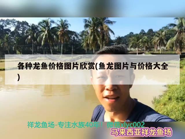 各种龙鱼价格图片欣赏(鱼龙图片与价格大全) 虎纹银版鱼