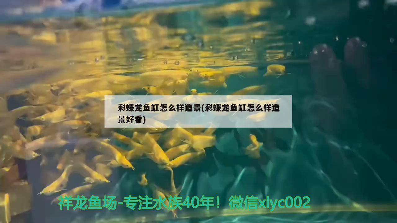 彩蝶龙鱼缸怎么样造景(彩蝶龙鱼缸怎么样造景好看) 三色锦鲤鱼