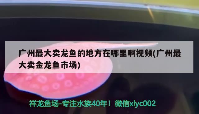 广州最大卖龙鱼的地方在哪里啊视频(广州最大卖金龙鱼市场) 帝王血钻