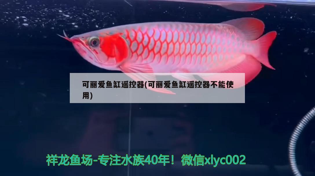 请教虎鱼问题 虎鱼百科 第1张