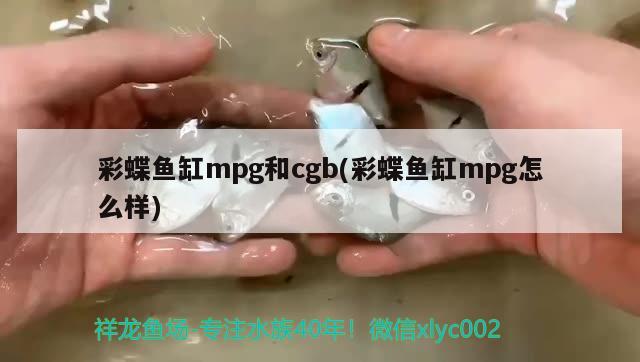 彩蝶鱼缸mpg和cgb(彩蝶鱼缸mpg怎么样)