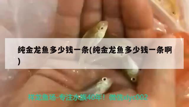 纯金龙鱼多少钱一条(纯金龙鱼多少钱一条啊) 热带鱼鱼苗批发