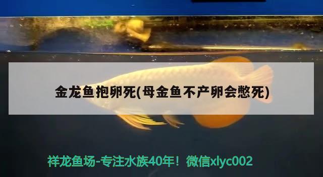 宝鸡哪里卖鱼缸便宜实惠（宝鸡水族市场）