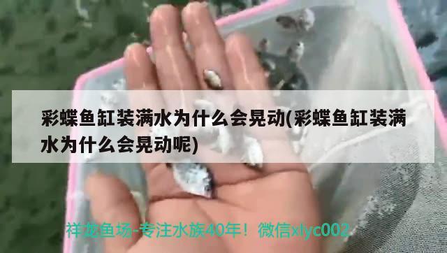 彩蝶鱼缸装满水为什么会晃动(彩蝶鱼缸装满水为什么会晃动呢)