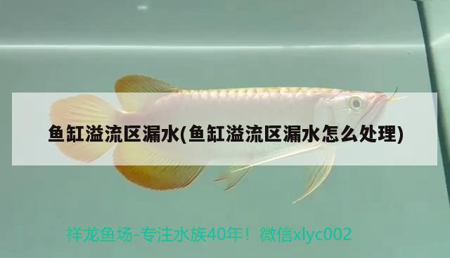 鱼缸溢流区漏水(鱼缸溢流区漏水怎么处理)