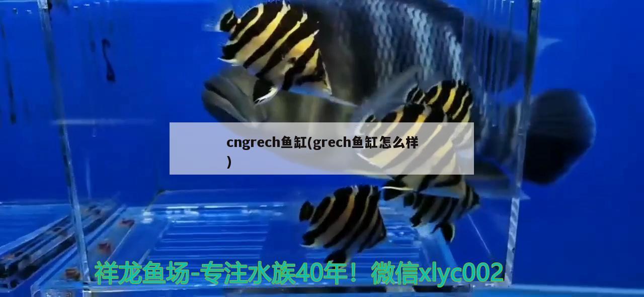 cngrech鱼缸(grech鱼缸怎么样)