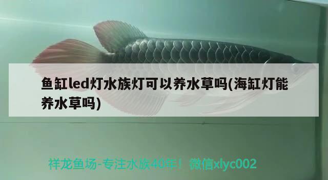 鱼缸led灯水族灯可以养水草吗(海缸灯能养水草吗) 水草