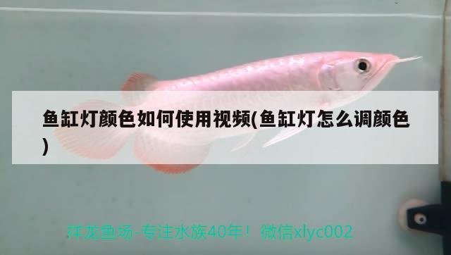 鱼缸灯颜色如何使用视频(鱼缸灯怎么调颜色) 细线银板鱼苗