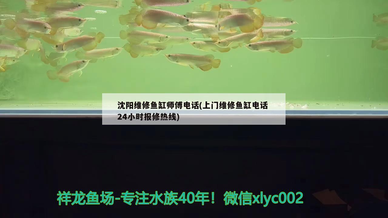 沈阳维修鱼缸师傅电话(上门维修鱼缸电话24小时报修热线) 硝化细菌