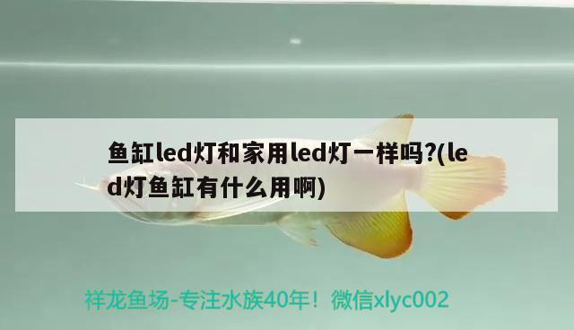 鱼缸led灯和家用led灯一样吗?(led灯鱼缸有什么用啊) 黄金斑马鱼