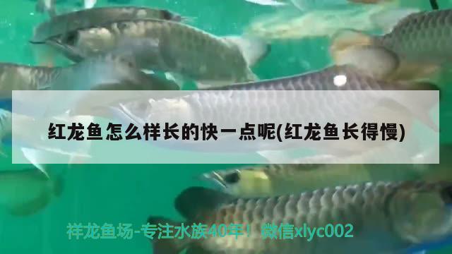 红龙鱼怎么样长的快一点呢(红龙鱼长得慢) 月光鸭嘴鱼苗 第2张