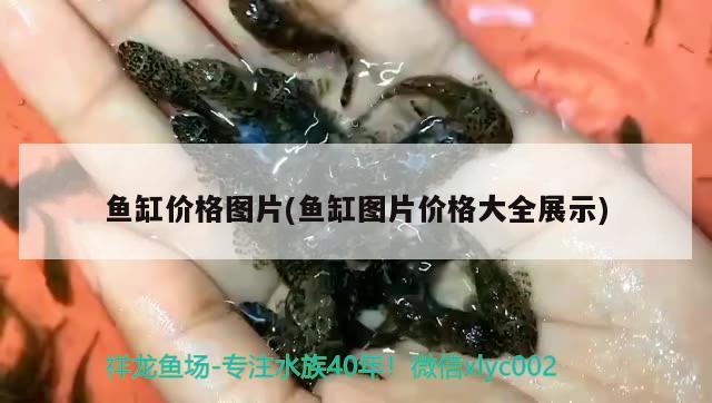 彩蝶鱼缸灯架拆卸安装视频大全(彩蝶鱼缸灯架拆卸安装视频大全) 蓝底过背金龙鱼