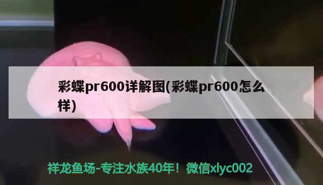 彩蝶pr600详解图(彩蝶pr600怎么样)