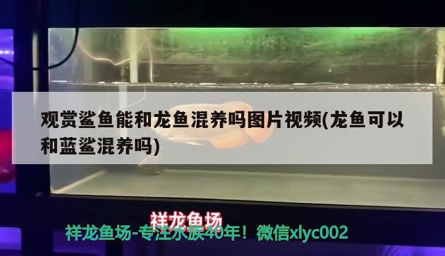 观赏鲨鱼能和龙鱼混养吗图片视频(龙鱼可以和蓝鲨混养吗) 水族世界