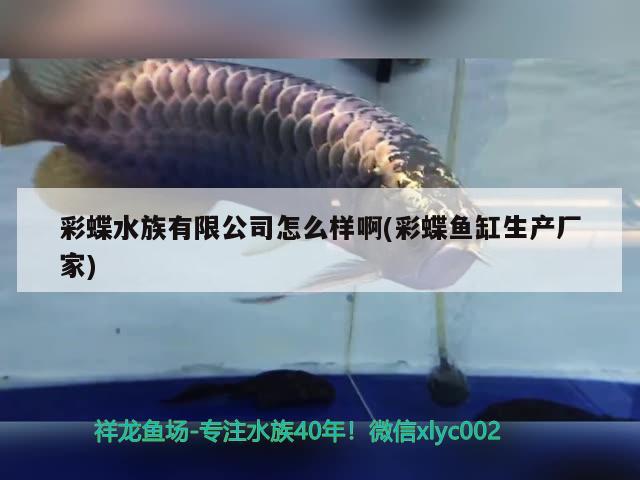 彩蝶水族有限公司怎么样啊(彩蝶鱼缸生产厂家)