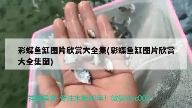 白金灯鱼会掉色么(白金红月灯鱼) 观赏鱼 第1张