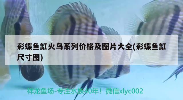 观赏鲨鱼能和金龙、银龙鱼一起混养么？，虎头鲨和虎头鲨和龙鱼能混养吗，金龙、银龙鱼能混养吗 银龙鱼 第3张