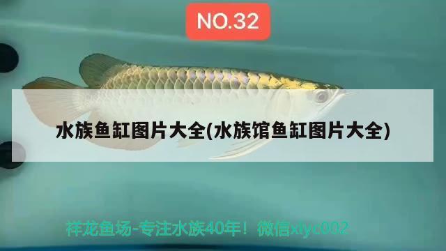 水族鱼缸图片大全(水族馆鱼缸图片大全)