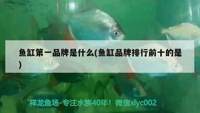 鱼缸第一品牌是什么(鱼缸品牌排行前十的是) 慈雕鱼