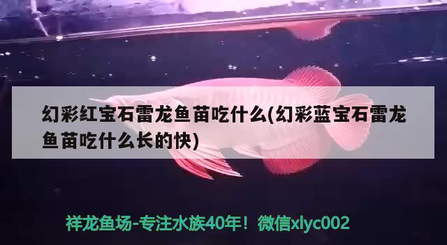 幻彩红宝石雷龙鱼苗吃什么(幻彩蓝宝石雷龙鱼苗吃什么长的快)