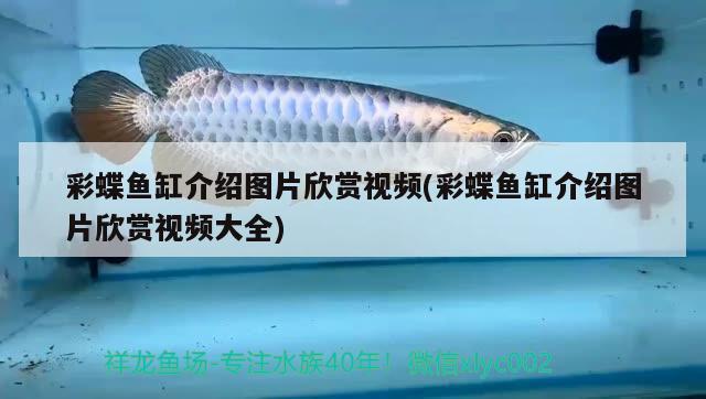 陈平与苏雨淇最后在一起吗，中华上古十大神龙分别是哪十种龙 观赏鱼 第3张