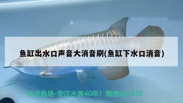 鱼缸出水口声音大消音刷(鱼缸下水口消音) 奈及利亚红圆点狗头