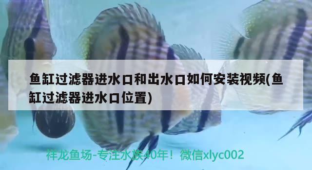 鱼缸过滤器进水口和出水口如何安装视频(鱼缸过滤器进水口位置)