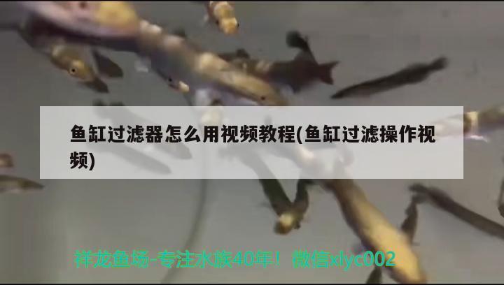 鱼缸过滤器怎么用视频教程(鱼缸过滤操作视频) 祥龙赫舞红龙鱼