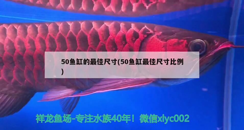 50鱼缸的最佳尺寸(50鱼缸最佳尺寸比例)