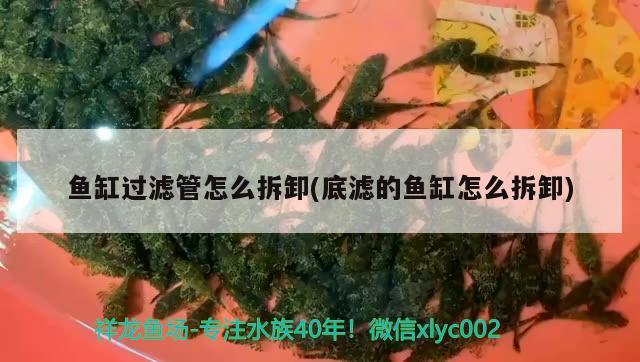 鱼缸过滤管怎么拆卸(底滤的鱼缸怎么拆卸) 红老虎鱼