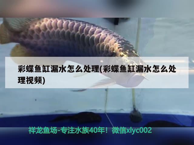 彩蝶鱼缸漏水怎么处理(彩蝶鱼缸漏水怎么处理视频) 广州水族器材滤材批发市场