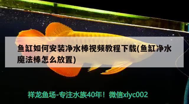 鱼缸如何安装净水棒视频教程下载(鱼缸净水魔法棒怎么放置)