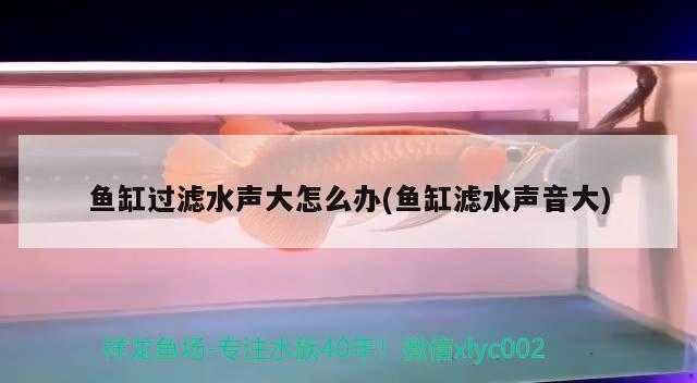 鱼缸过滤水声大怎么办(鱼缸滤水声音大)