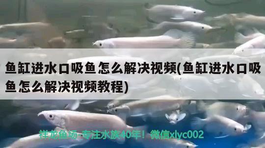 鱼缸进水口吸鱼怎么解决视频(鱼缸进水口吸鱼怎么解决视频教程) 印尼红龙鱼