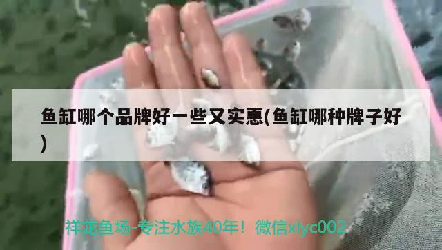 鱼缸哪个品牌好一些又实惠(鱼缸哪种牌子好)