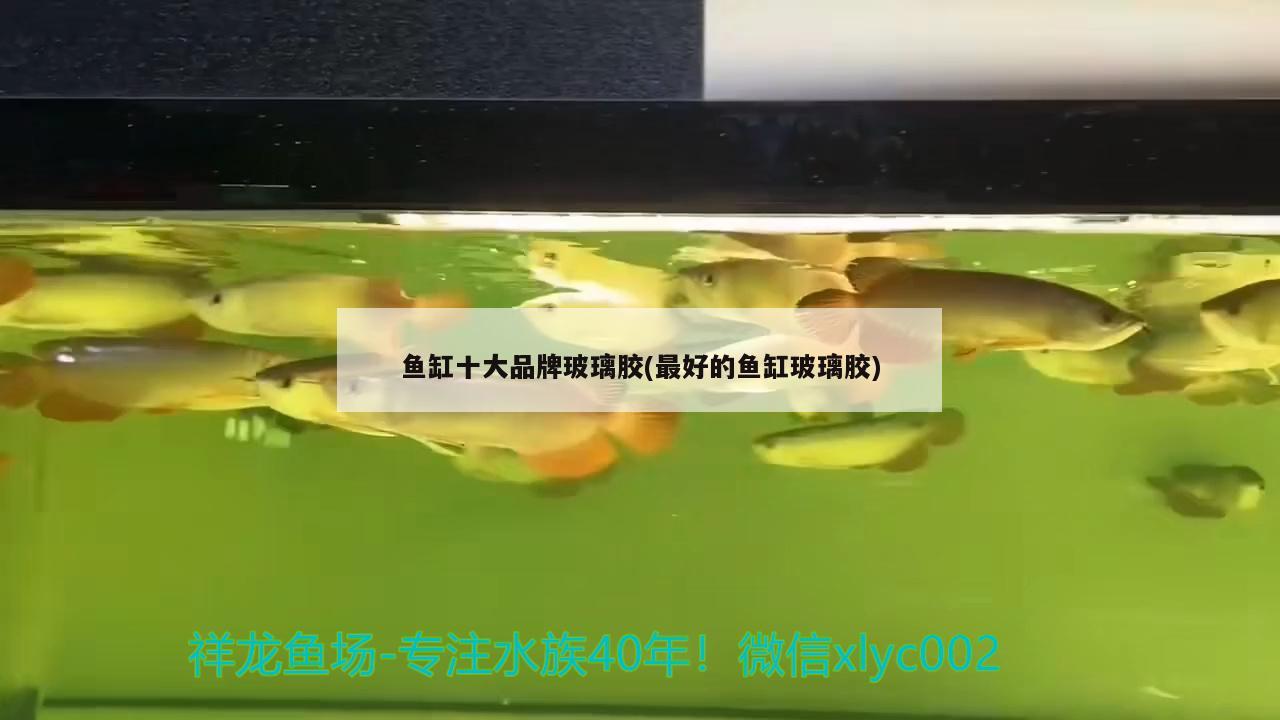 鱼缸十大品牌玻璃胶(最好的鱼缸玻璃胶) 狗仔招财猫鱼