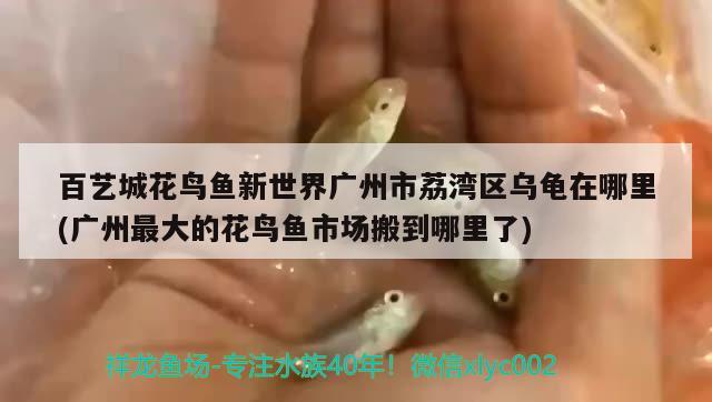 温岭市太平异宠森林宠物店 全国水族馆企业名录 第4张