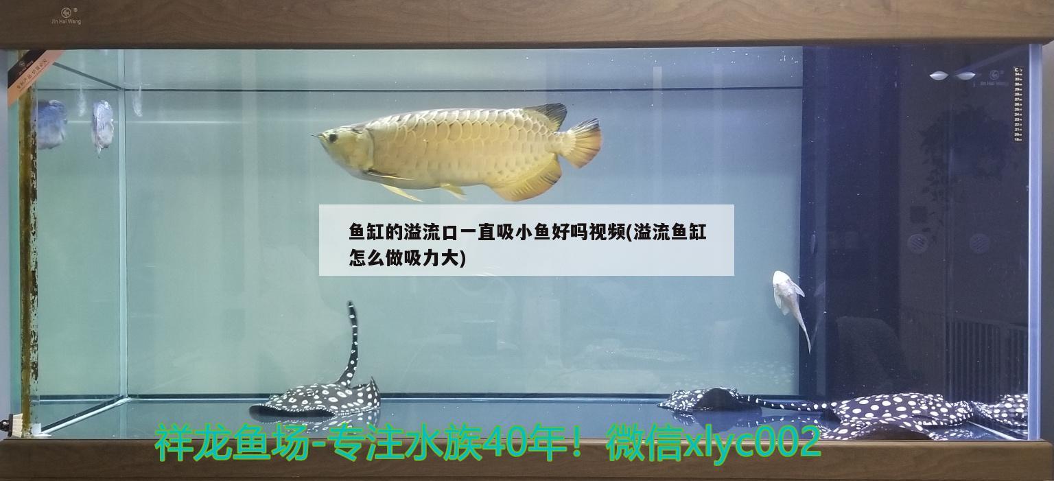 鱼缸的溢流口一直吸小鱼好吗视频(溢流鱼缸怎么做吸力大) 黄金河虎鱼