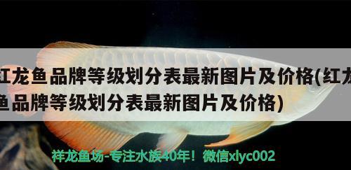 红龙鱼品牌等级划分表最新图片及价格(红龙鱼品牌等级划分表最新图片及价格)