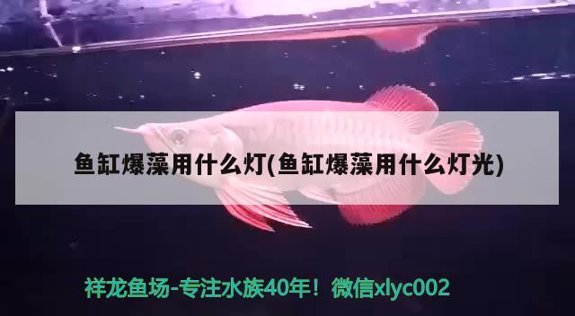 鱼缸爆藻用什么灯(鱼缸爆藻用什么灯光) 慈雕鱼