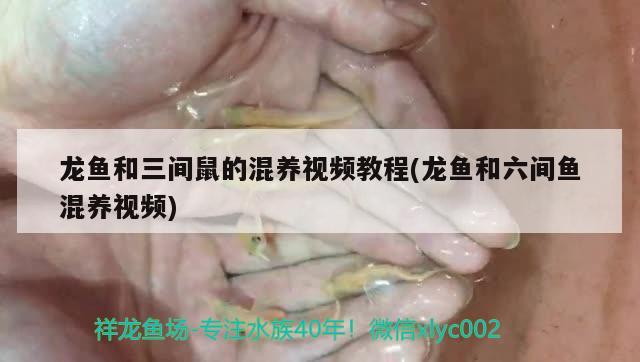 龙鱼和三间鼠的混养视频教程(龙鱼和六间鱼混养视频)