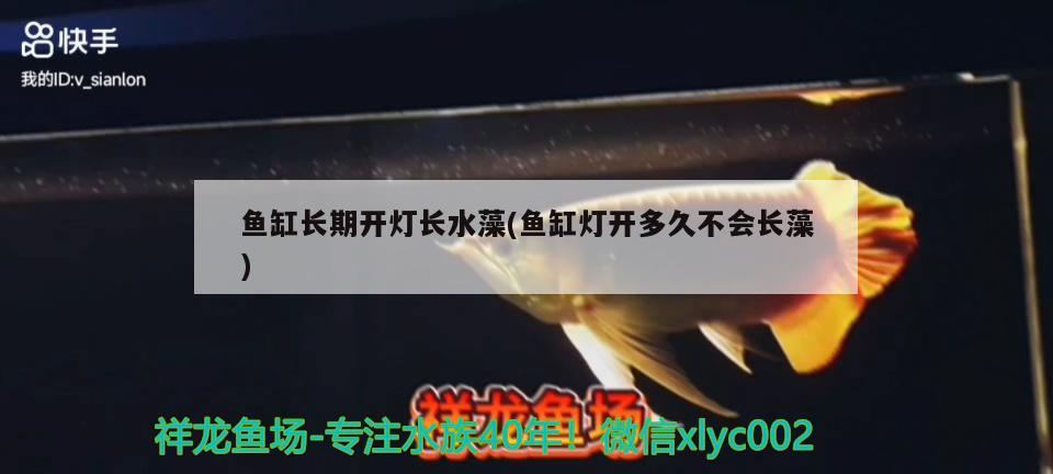 鱼缸长期开灯长水藻(鱼缸灯开多久不会长藻) 熊猫异形鱼L46