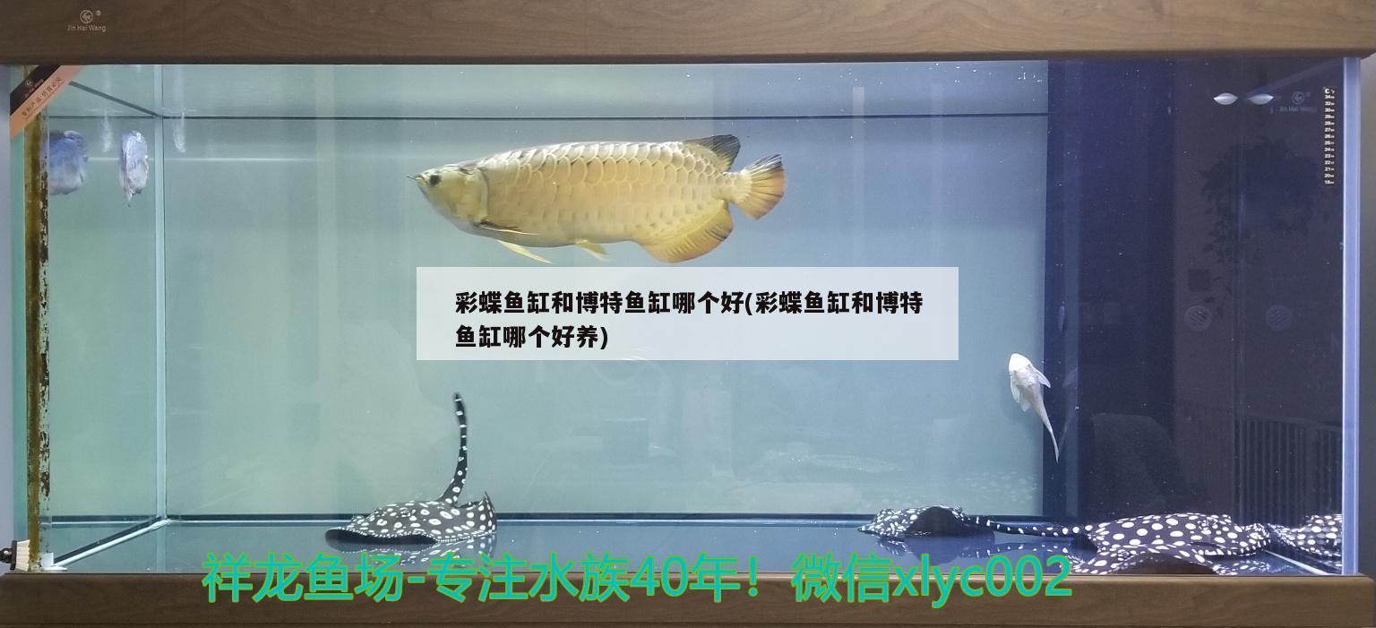 彩蝶鱼缸和博特鱼缸哪个好(彩蝶鱼缸和博特鱼缸哪个好养)