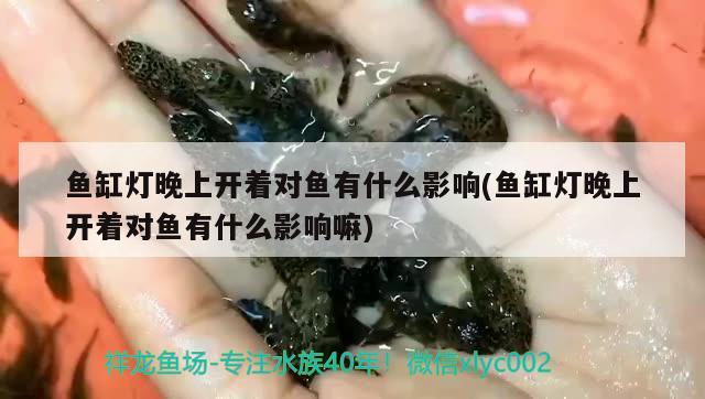 鱼缸灯晚上开着对鱼有什么影响(鱼缸灯晚上开着对鱼有什么影响嘛) 印尼小红龙