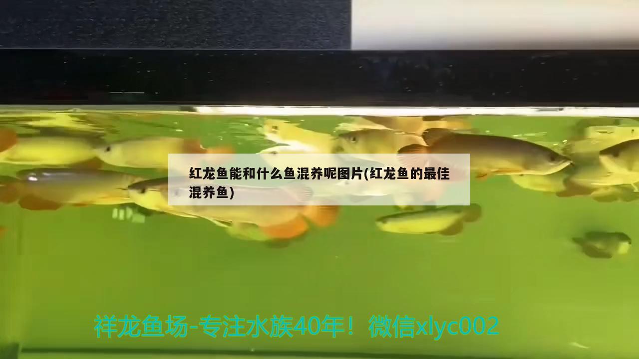 红龙鱼能和什么鱼混养呢图片(红龙鱼的最佳混养鱼) 白化巴西龟（白巴）