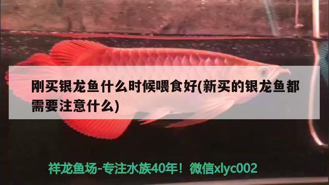 潮州鱼缸定制店铺地址电话：潮州哪里有卖鱼缸 观赏鱼市场 第2张