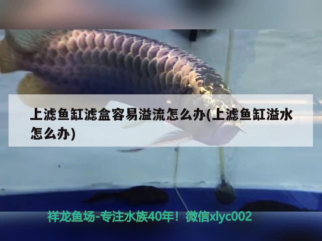 上滤鱼缸滤盒容易溢流怎么办(上滤鱼缸溢水怎么办)