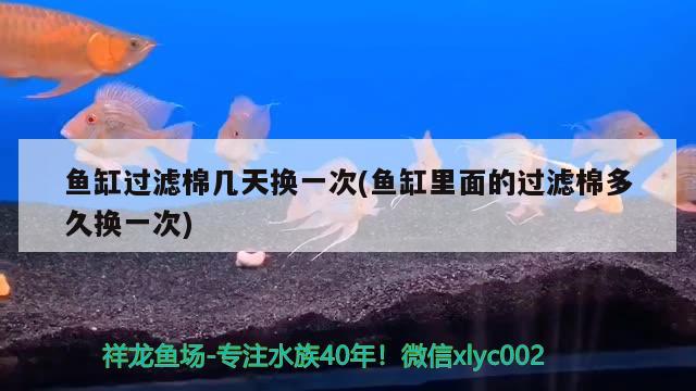 鱼缸过滤棉几天换一次(鱼缸里面的过滤棉多久换一次) 飞凤鱼苗